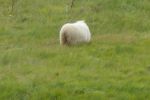 PICTURES/Sheep, Sheep & More Sheep/t_Sheep10.JPG